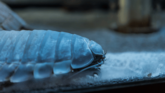Giant Isopod Closeup